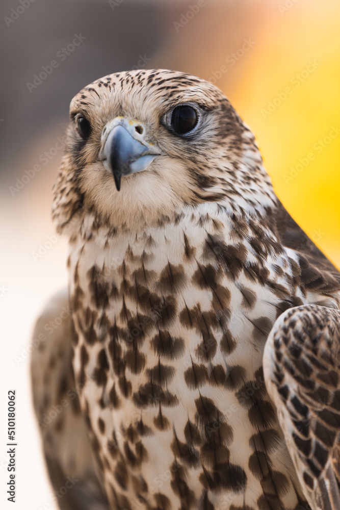 Portrait of a Falcon in Qatar. Portrait of a Falcon in Qatar.