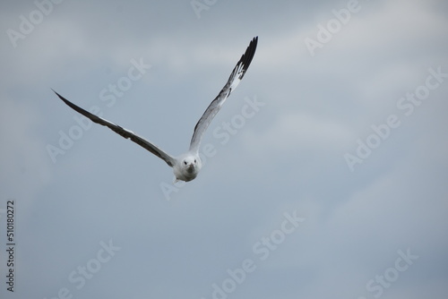 Grey-headed gull flying
