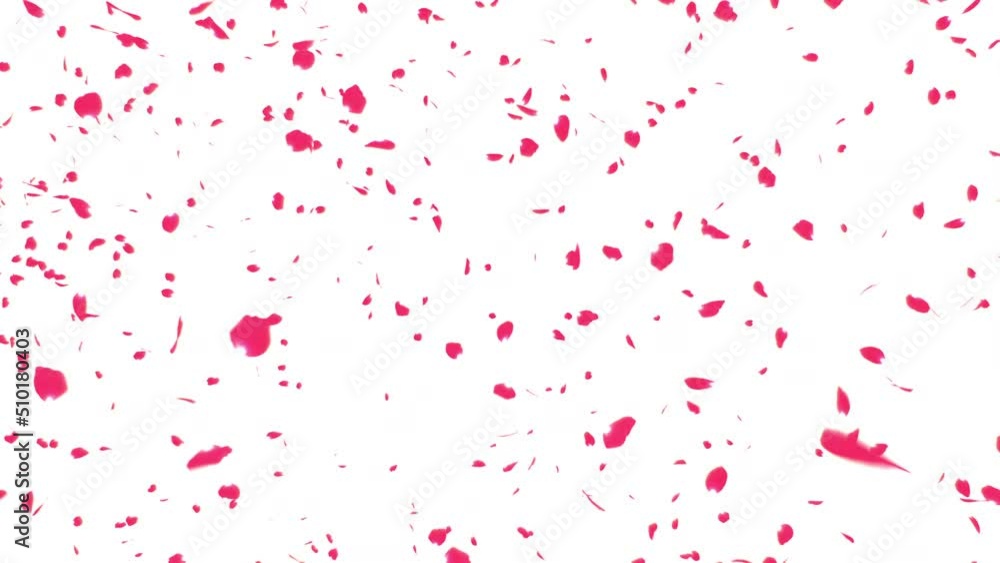 Red Rose Petals Burst on with Background. This work is red rose petals burst on white background. Red Rose Petals Burst on with Background. This work is red rose petals burst on white background.