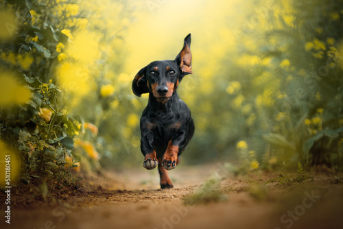 happy dog German haired dwarf Dachshund running in the field Fototapete