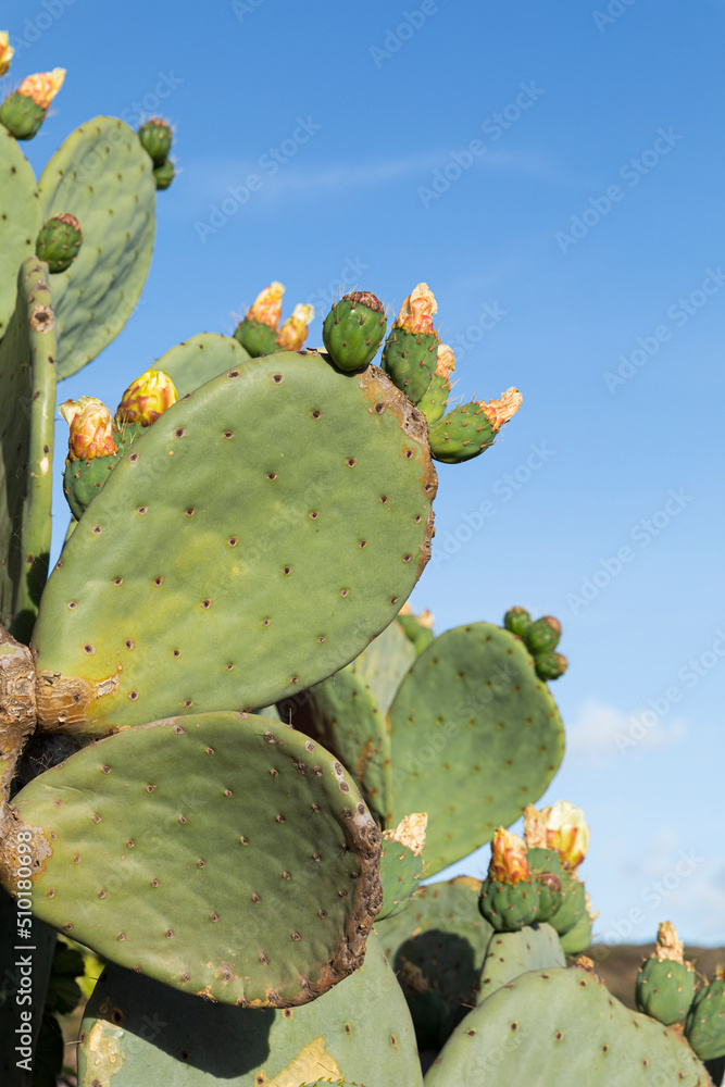Green nopales with flowers next to a clear blue sky