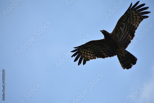 Eagle flying © Joe Joe L Bovas