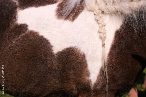 Closeup Shetland pony of English pedigree photo