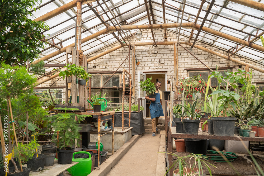 Man Carrying Plant In Greenhouse Man Carrying Plant In Greenhouse