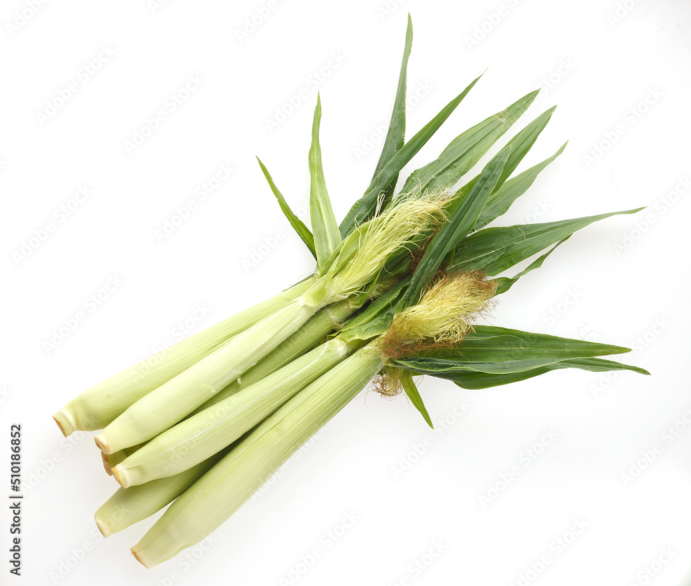 Obraz premium ヤングコーン