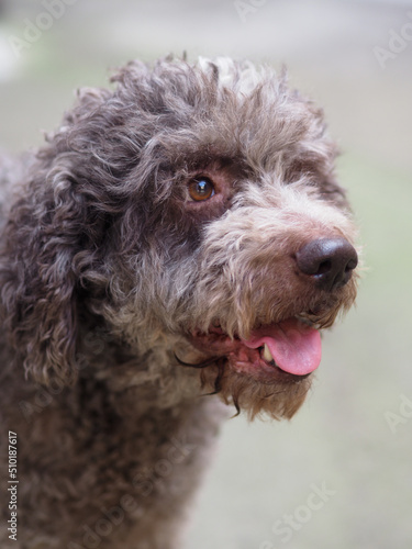 lagotto trufle dog portrait photo