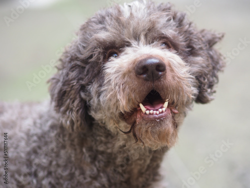 lagotto trufle dog portrait photo