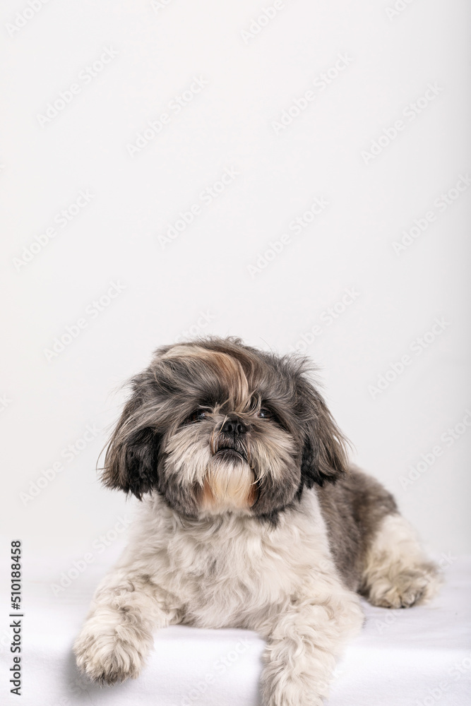 beautiful shih-tzu dog portrait beautiful shih-tzu dog portrait
