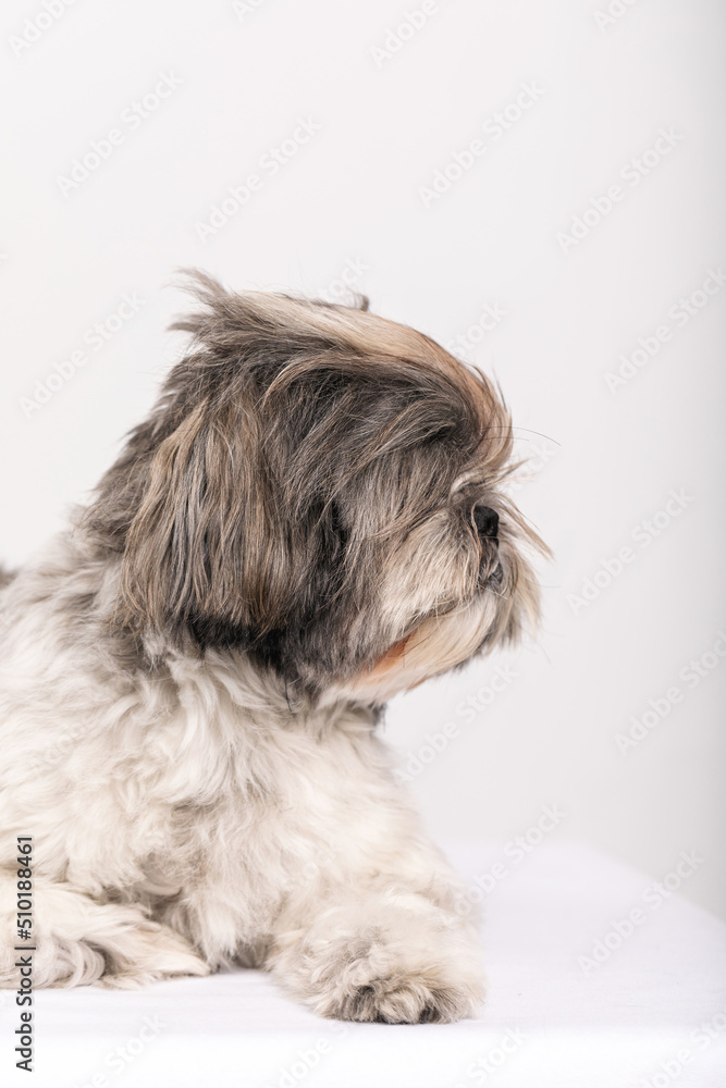 shih-tzu dog portrait looking away shih-tzu dog portrait looking away