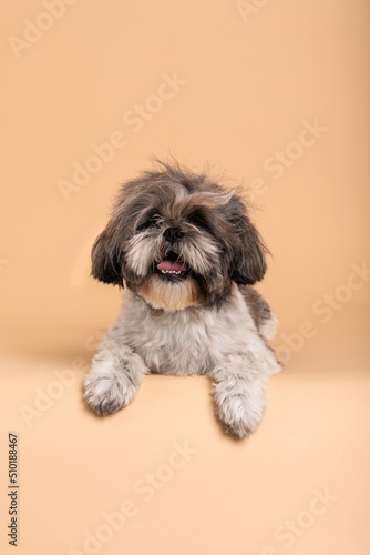 cute dog on light brown backdrop
