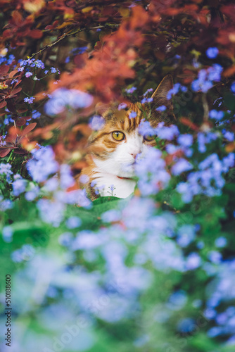 Young cat hiding in flowers