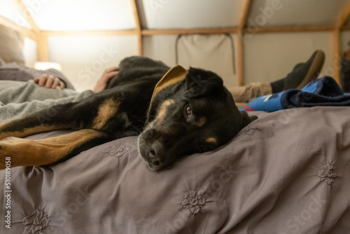 Dog Laying With Owner On Bed