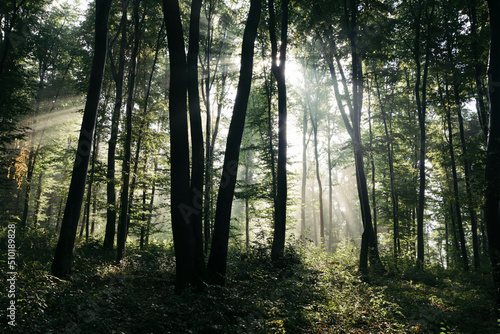 Enchanted misty forest with sun rays photo