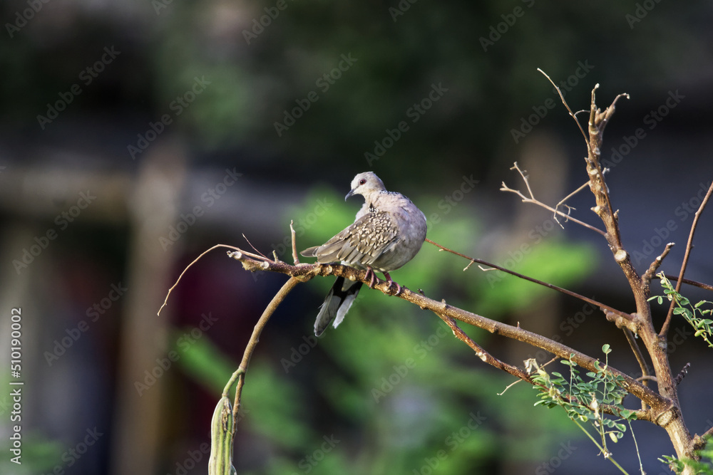 Bird Sun Bathing Bird Sun Bathing