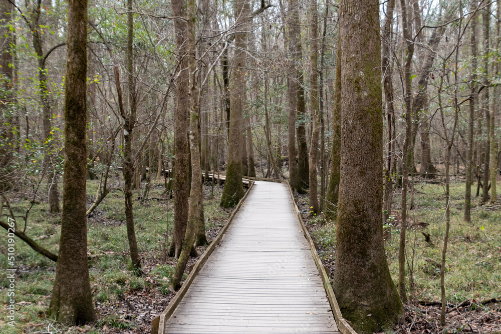A path through Congaree National Park located in South Carolina and preserves the largest tract of old growth bottomland hardwood forest left in the United States A path through Congaree National Park located in South Carolina and preserves the largest tract of old growth bottomland hardwood forest left in the United States