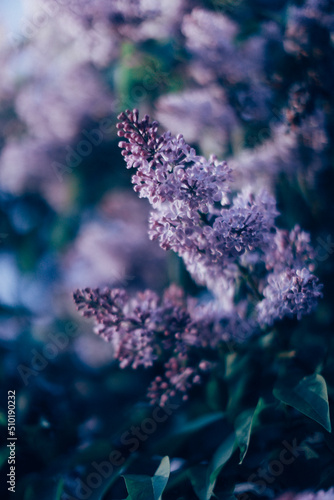 Cuadro en lienzo brushes of blooming lilac close-up