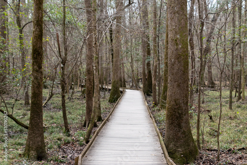 A path through Congaree National Park located in South Carolina and preserves the largest tract of old growth bottomland hardwood forest left in the United States