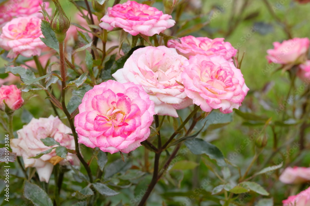 Magic carrousel rose in full blooming	