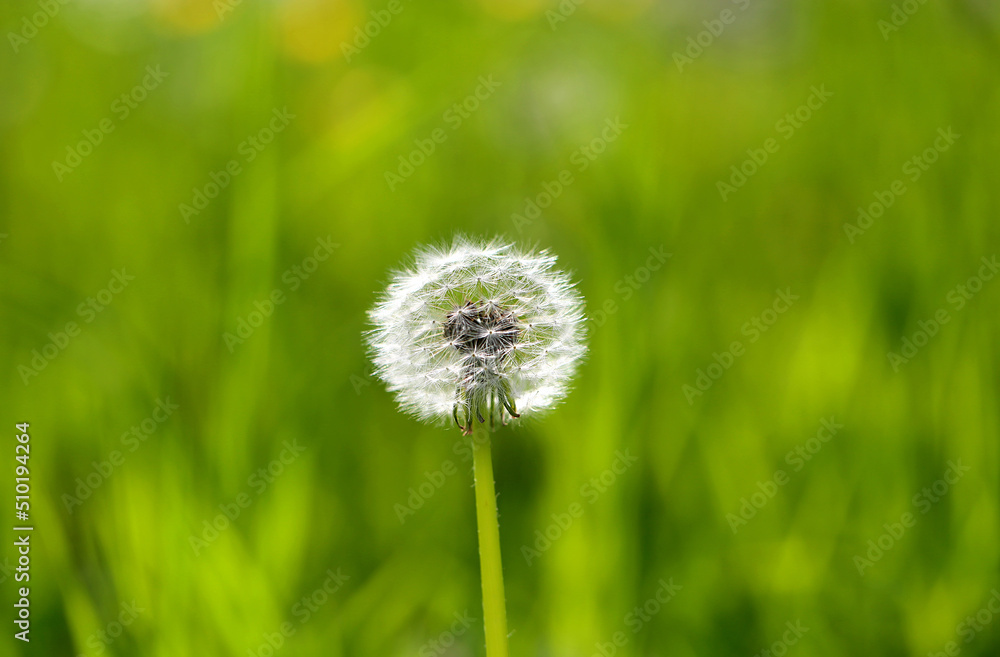 Photos of beautiful dandelions in the park Photos of beautiful dandelions in the park