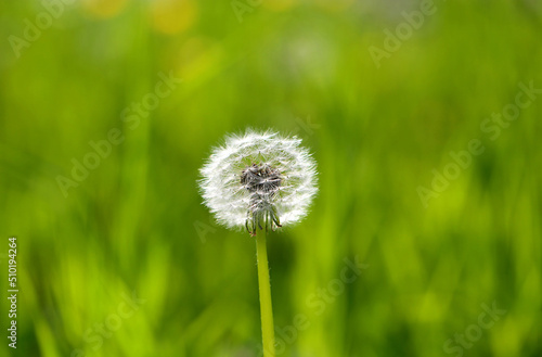 Photos of beautiful dandelions in the park