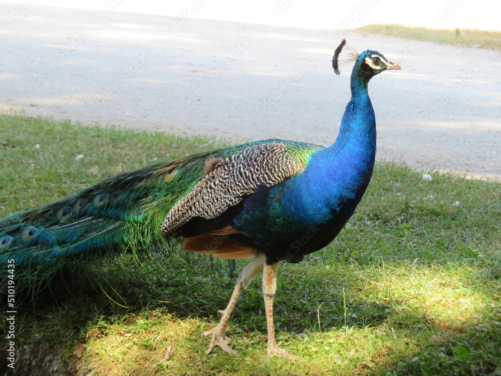 beautiful peacock of fantastic bright colors of long feathers