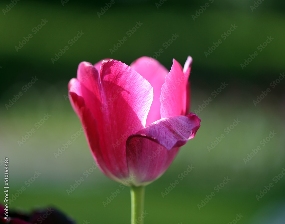 Photos of beautiful glowing tulips