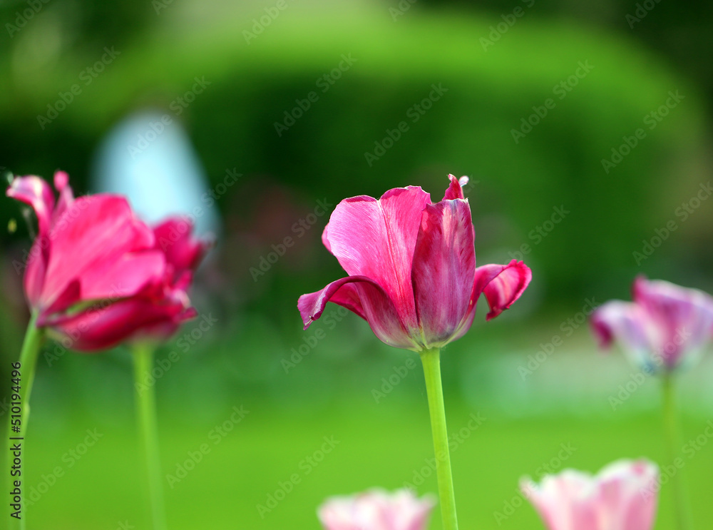 Photos of beautiful glowing tulips Photos of beautiful glowing tulips