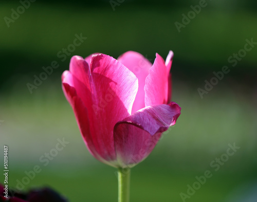 Photos of beautiful glowing tulips