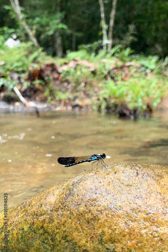 view of dragonfly in nature view of dragonfly in nature