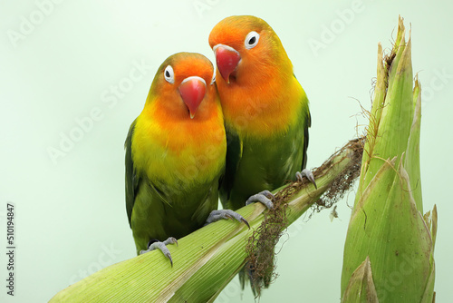 A pair of lovebirds are perched on a corn kernel that is ready to be harvested. This bird which is used as a symbol of true love has the scientific name Agapornis fischeri. © I Wayan Sumatika