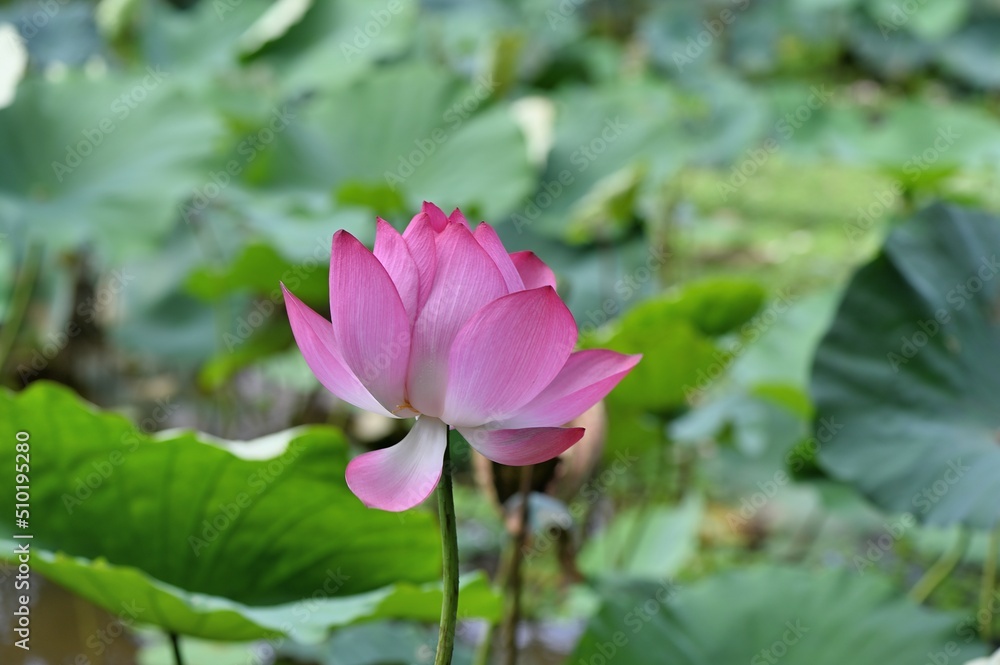 lotus flower (Nelumbo nucifera) background lotus flower (Nelumbo nucifera) background