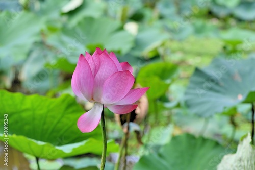 lotus flower  Nelumbo nucifera  background