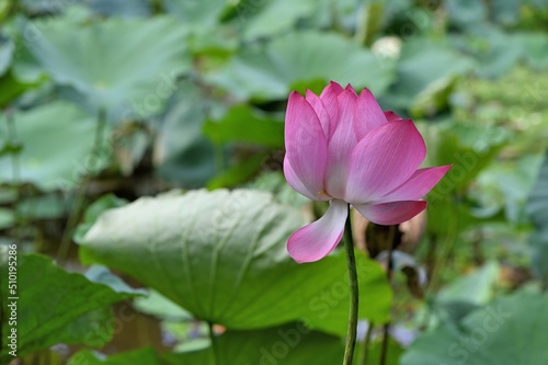 lotus flower (Nelumbo nucifera) background