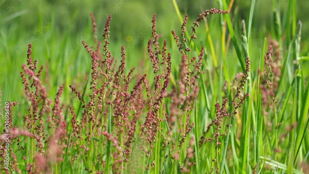 Flowering of horse sorrel in the field. The stems are swaying from a light breeze on a sunny day. Flowering of horse sorrel in the field. The stems are swaying from a light breeze on a sunny day.