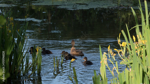 DUCK FAMILY - Wild birds swims on the pond