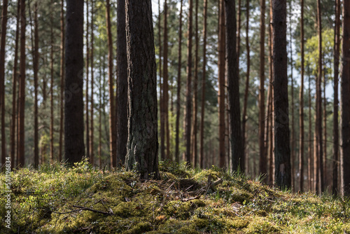 PINE FOREST - Conifers and sheathing forest in the sunshine