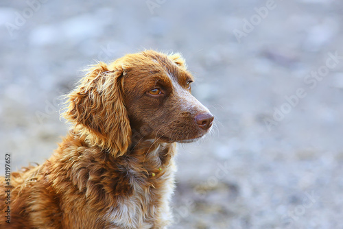 stray dog on the street, chipping, sterilization animal shelter, portrait of mongrel dog