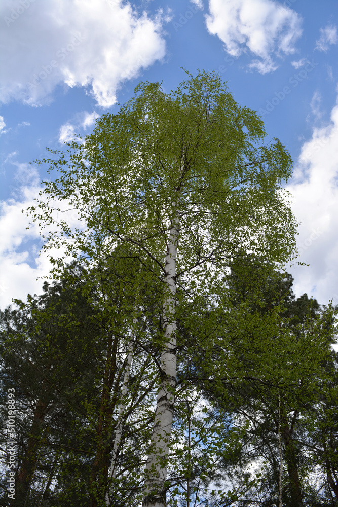 Fototapeta premium The majestic white birch stands out against the background of two slender birches and pines and a sunny blue sky with beautiful white clouds. Outdoor vertical photography. Spring forest.