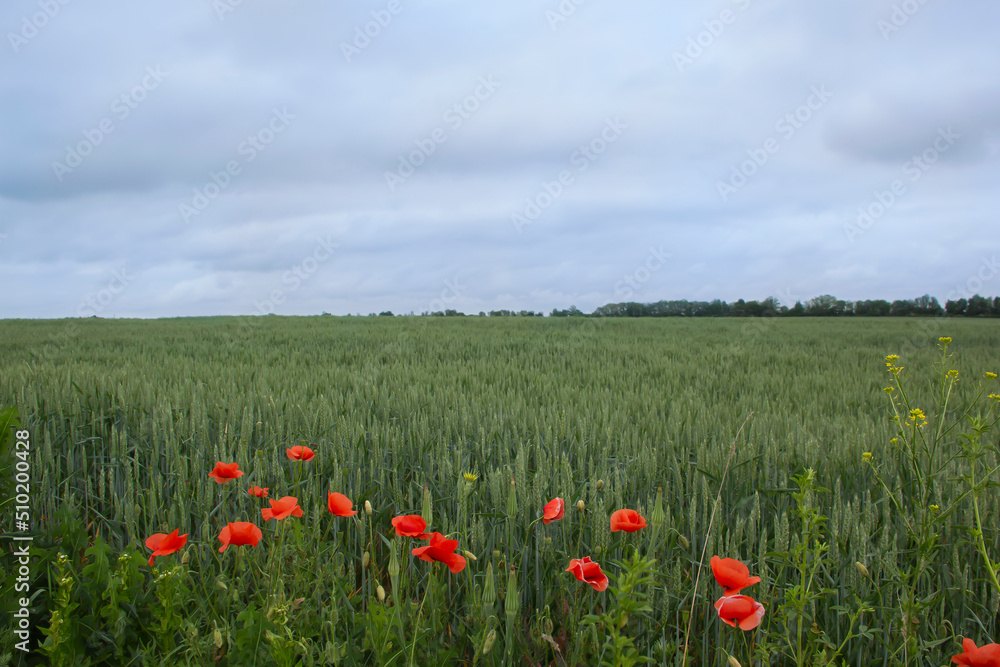 Field of wheat and poppies under the clouds on a summer day