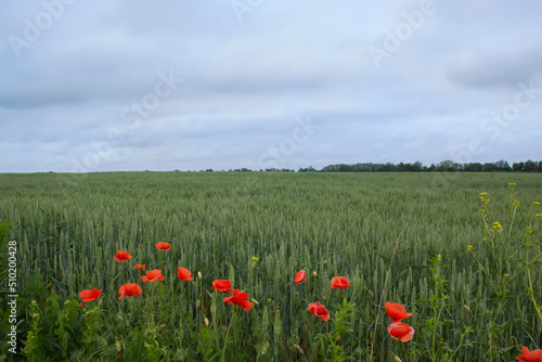 Field of wheat and poppies under the clouds on a summer day