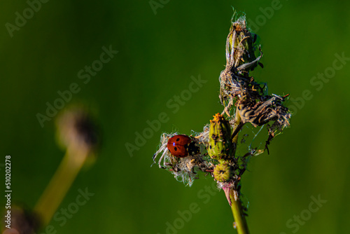 Wallpaper Mural ladybug insect on the grass Torontodigital.ca