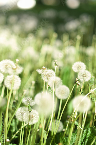 Field of white dandelions in the grass  vertical size. Summer  selective focus