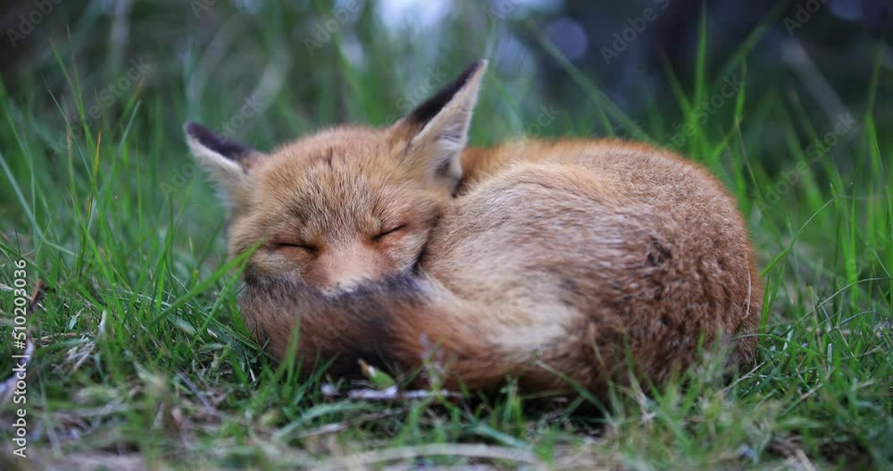 A red fox lying on the ground is resting in the forest A red fox lying on the ground is resting in the forest