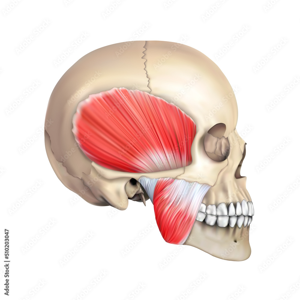 Human anatomy. The jaw muscular system on the human skull. 3D ...