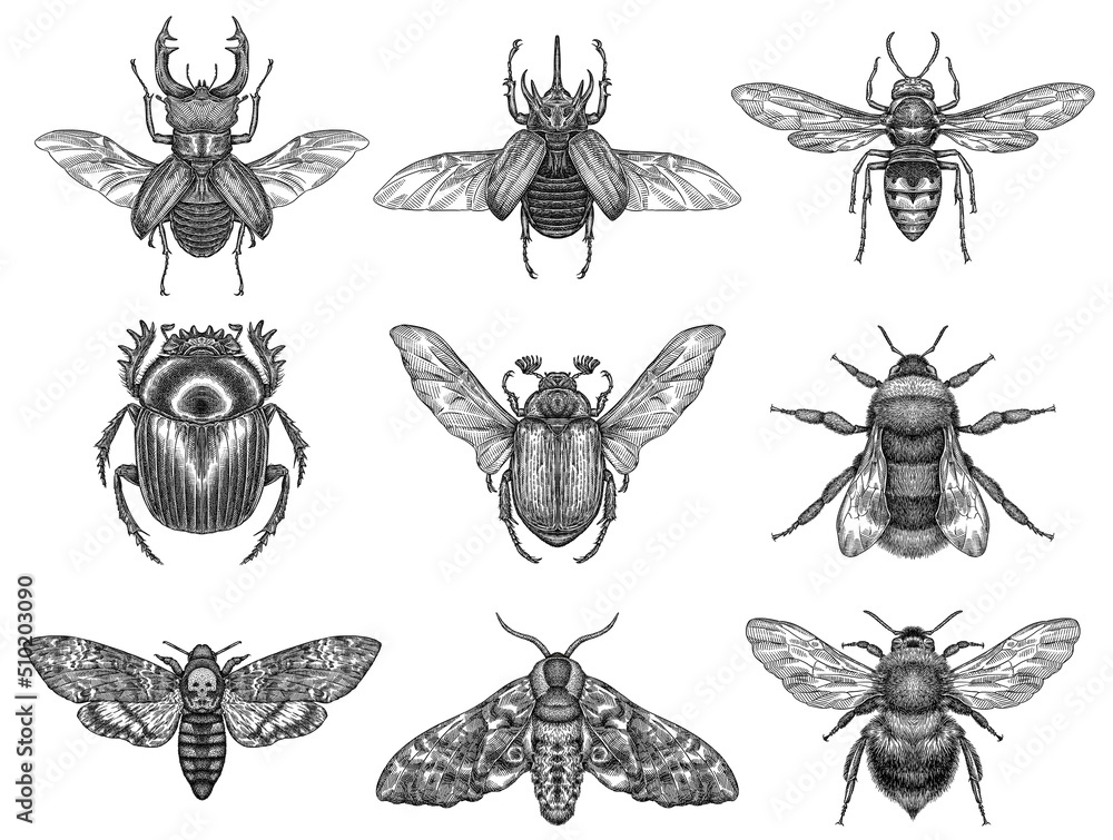 black and white engrave isolated insects illustration - obrazy, fototapety, plakaty 