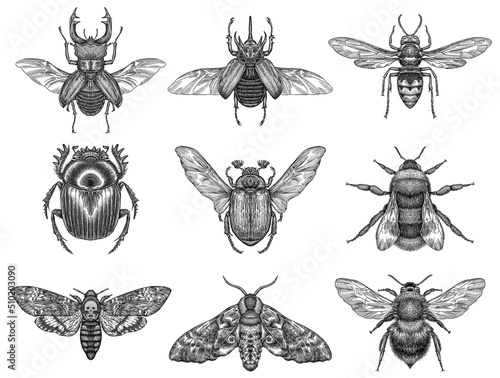 Foto black and white engrave isolated insects illustration