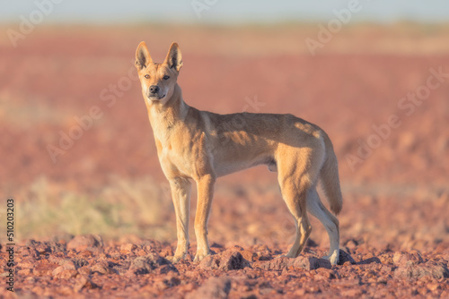 Wild dingo (Canis lupus) in rocky, gibber habitat of South Australia photo