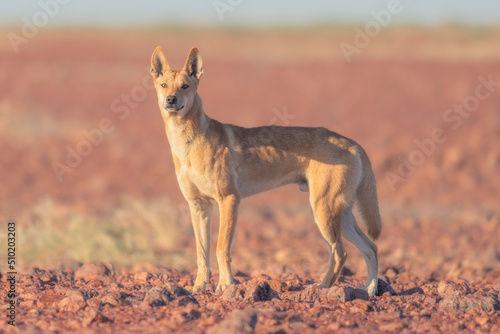Vászonkép Wild dingo (Canis lupus) in rocky, gibber habitat of South Australia