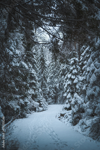 Trail in a snowy forest  Tyreso  Sweden