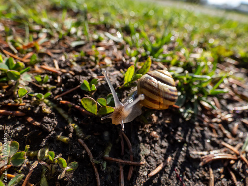 Macro shot of striped snail - The white-lipped snail or garden banded snail (Cepaea hortensis) crawling on the ground in sunlight